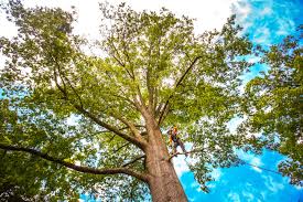 Trusted Dos Palos, CA  Tree Services Experts