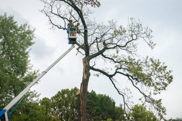 How Our Tree Care Process Works  in  Dos Palos, CA